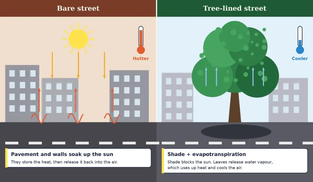 Diagram comparing a bare paved street with a tree-lined street, showing sunlight blocked by shade and water vapour rising from leaves, with lower temperatures on the tree-lined side